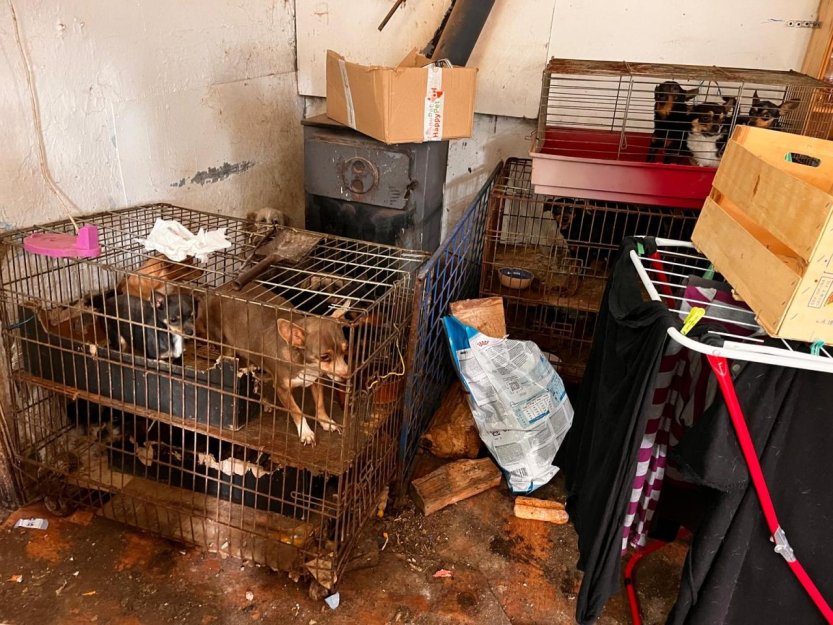 Policie odhalila manželský pár, který využíval psy k výdělkům