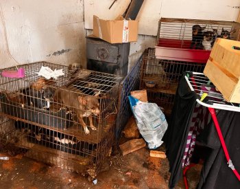 Policie odhalila manželský pár, který využíval psy k výdělkům