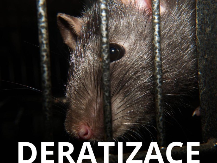 Beroun chystá pravidelnou jarní deratizaci