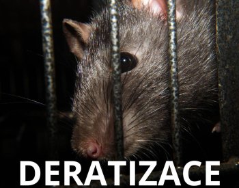 Beroun chystá pravidelnou jarní deratizaci